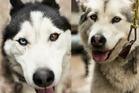 Jak odróżnić husky od malamuta - kluczowe różnice i cechy