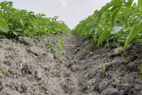 Rząd ziemniaków, gdzie widać młode pędy i ślady po środku na chwasty.