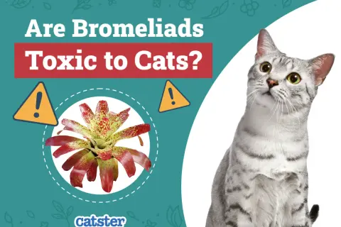 A curious cat looks up at a colorful bromeliad, with text asking "Are Bromeliads Toxic to Cats?".