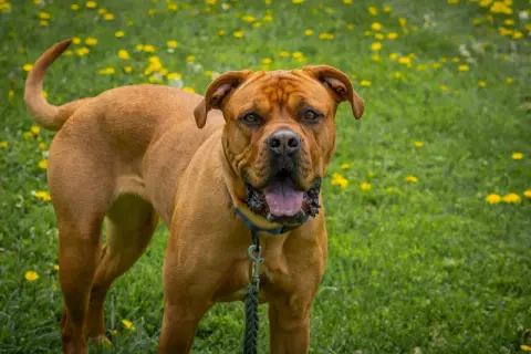 Potężny dog z bordeaux, z językiem na wierzchu, stoi na trawie pełnej żółtych kwiatów.