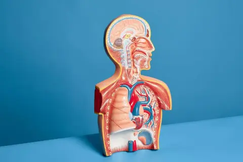 Model anatomiczny przedstawiający przekrój klatki piersiowej i głowy, z widocznym sercem, płucami i mózgiem.