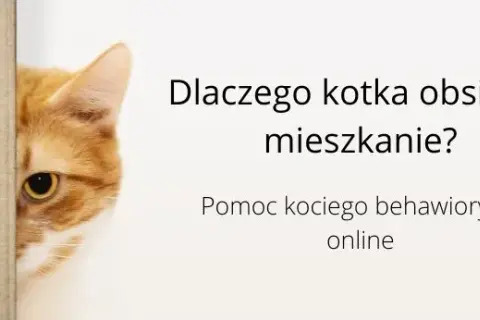 Dlaczego kotka obsikuje mieszkanie? Oto najczęstsze przyczyny