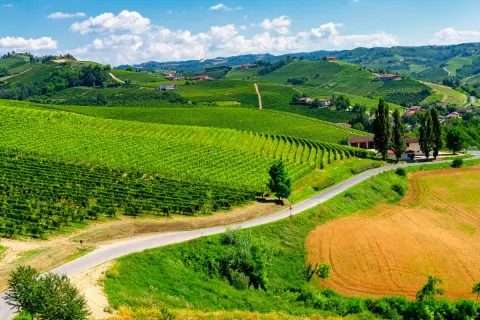 Colline verdi punteggiate di vigneti e case, un invito a scoprire cosa vedere nelle Langhe, tra campi dorati e cieli azzurri.