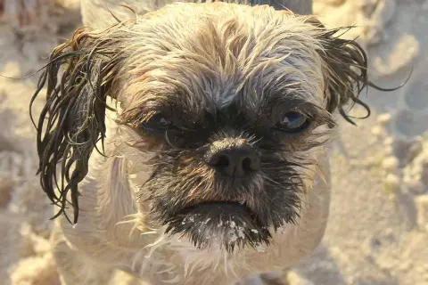 Ile szczeniąt ma Shih Tzu? Poznaj sekrety udanej ciąży i miotu
