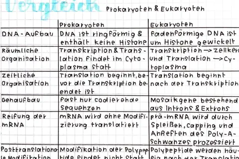 Vergleich von Prokaryoten und Eukaryoten: Unterschiede bei DNA, Organisation und Prozessen.
