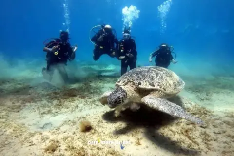 Marsa Alam: Co zobaczyć? Podwodny raj i pustynne przygody