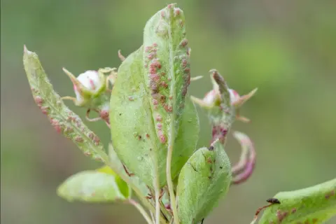 Feuilles de poirier atteintes par le phytopte du poirier, avec de petites pustules rouges et des bourgeons floraux.