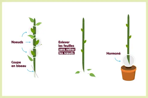 Illustration montrant les étapes du bouturage : nœuds, coupe en biseau, retrait des feuilles et hormonage.