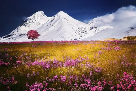 Un singolo albero rosso spicca in un prato fiorito di rosa, con ampie vedute di montagne innevate sotto un cielo blu intenso.