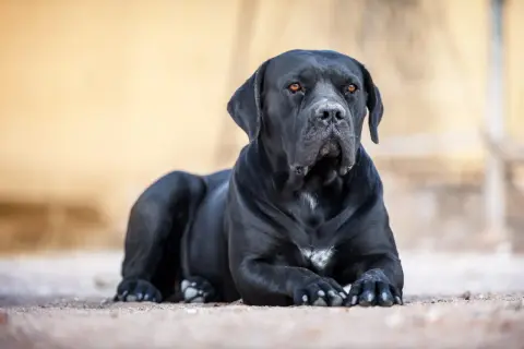 Ein schwarzer Cane Corso liegt entspannt auf sandigem Boden. Sein Blick ist aufmerksam, die bernsteinfarbenen Augen strahlen.