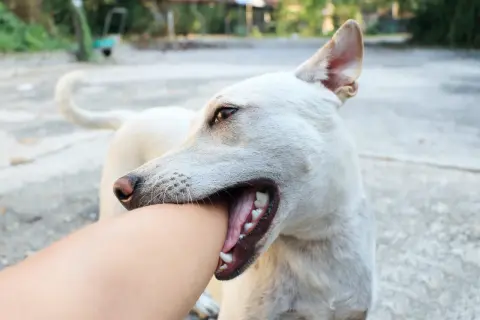 A white dog playfully bites an arm. This image illustrates a common puppy behavior and hints at how to stop puppy biting by redirecting their attention.