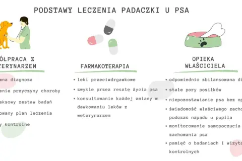 Lek na padaczkę dla psa to klucz do jego zdrowia. Na schemacie podstawy leczenia: współpraca z weterynarzem, farmakoterapia i opieka właściciela.