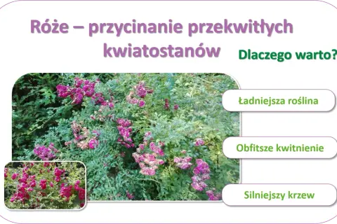 Jak przycinać róże po przekwitnięciu, by cieszyć się ładniejszą rośliną, obfitszym kwitnieniem i silniejszym krzewem.