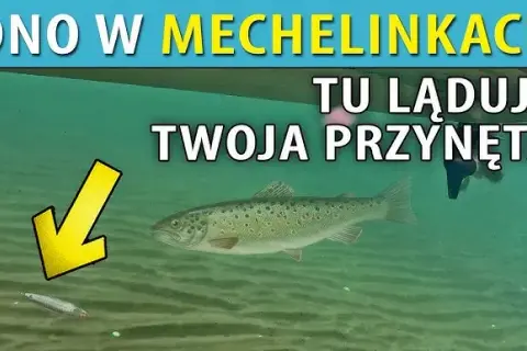 Mechelinki: Gdzie zjeść? Najlepsze ryby i widoki na Zatokę.
