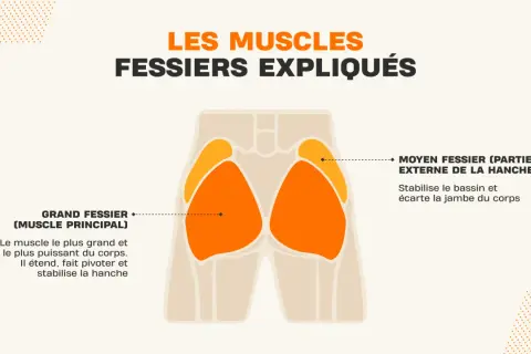 Illustration anatomique des muscles fessiers, expliquant leur rôle dans le mouvement et la stabilisation, essentiel pour tout exercice fessier.