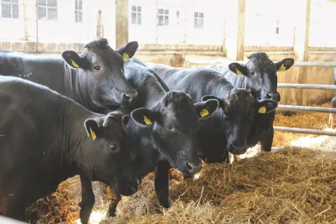 Kilka czarnych krów w oborze, stojących na słomie.