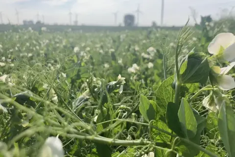 Pole grochu ozimego z białymi kwiatami i wiatrakami w tle.