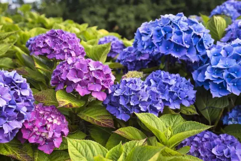 Prächtige blaue und violette Hortensienblüten mit grünen Blättern. Die richtige Hortensien Pflege sorgt für diese Farbenpracht.