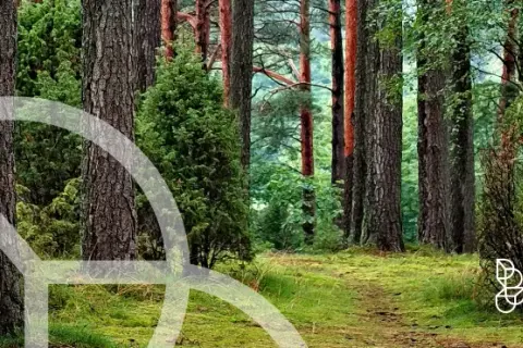 Działka nad jeziorem w Borach Tucholskich: Co musisz wiedzieć?
