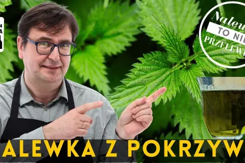 Jak zrobić nalewkę z pokrzywy – prosty przepis na zdrowy napój