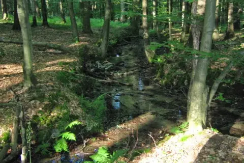 Rezerwat przyrody Srebrne Źródła – miejsce pełne tajemnic i piękna