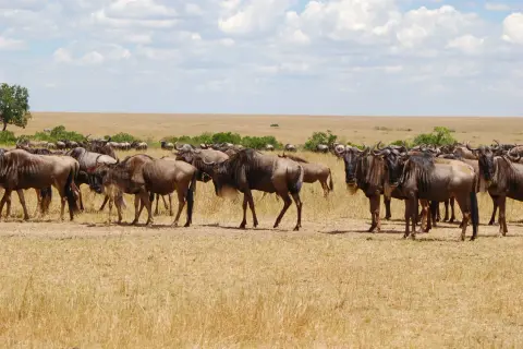 Un troupeau de gnous se tient dans la savane, un moment fort d'un photo safari au Kenya.