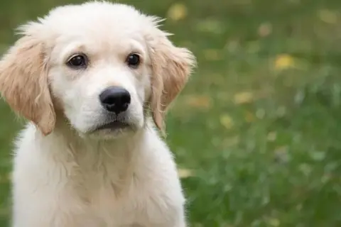 Ile karmy dla golden retrievera? Odpowiednie dawki na każdy wiek