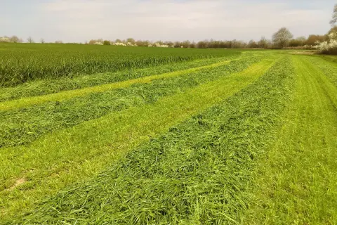 Champs de verdure coupée en rangées, prêts pour le conservateur ensilage herbe. Le soleil éclaire les brins d'herbe fraîchement fauchée.
