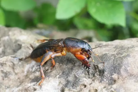 Larwa turkucia podjadka z charakterystycznymi, łopatkowatymi odnóżami, siedząca na kamieniu.