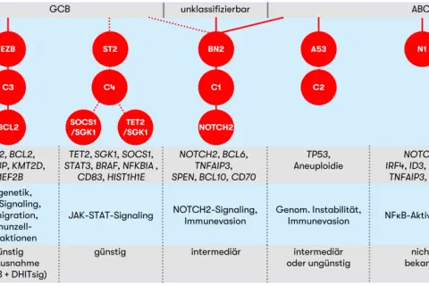 Schema zur Klassifizierung von DLBCL-Subtypen mit genetischen Merkmalen, biologischen Prozessen und Prognose.