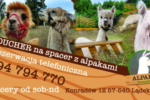 Spacery, terapia, ceny: Zajęcia z alpakami kompletny przewodnik