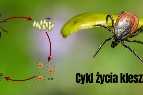 Cykl życia kleszcza: od larwy, przez nimfę, do dorosłej samicy składającej jaja.