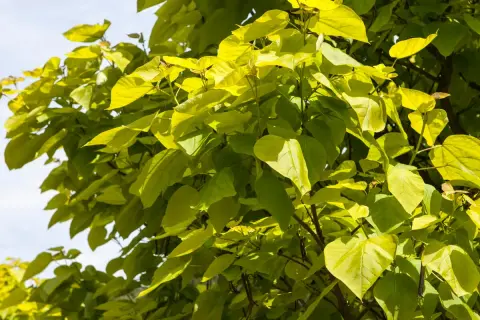 Sonnendurchflutete, gelbgrüne Blätter eines Trompetenbaums. Ein leichter Wind lässt die Zweige tanzen, bereit für den Rückschnitt.