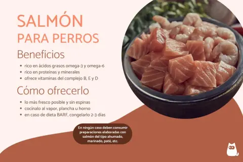 Un tazón lleno de trozos de salmón fresco y camarones. Los perros pueden comer salmón, es rico en omega-3 y proteínas.