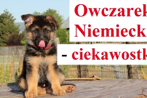 Ile śpi owczarek niemiecki? Odkryj zaskakujące fakty o ich snach