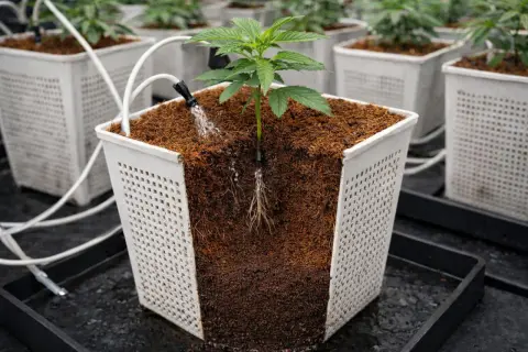 Piantina in vaso con sistema di irrigazione a goccia. Le radici crescono sane e forti grazie al substrato e alla tecnologia FloraFlex.