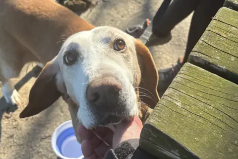 Un cane anziano con occhi dolci guarda verso la telecamera mentre una mano lo accarezza.