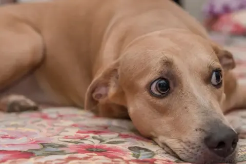 Ein hellbrauner Hund liegt auf einer floralen Decke, sein Blick ist unruhig und er scharrt leicht.