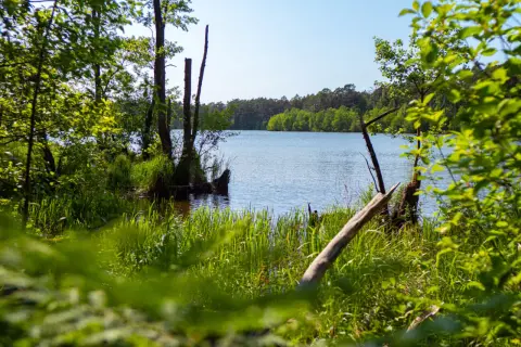 Zielone, bujne brzegi jeziora Dołgie Małe, z widocznymi martwymi drzewami i spokojną wodą.