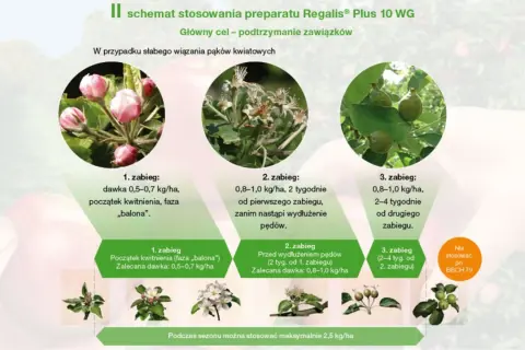 Schemat stosowania preparatu Regalis Plus 10 WG. Pokazuje etapy aplikacji dla podtrzymania zawiązków jabłek, od fazy "balona" do wydłużenia pędów.