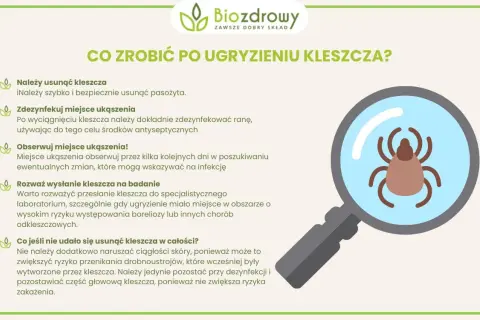 Ugryzienie kleszcza: kiedy do lekarza, aby uniknąć poważnych problemów