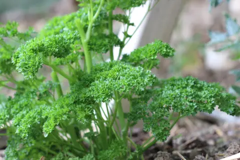 Frisch gewachsene Petersilie, bereit zum Ernten. Das Petersilie pflanzen war erfolgreich und die grünen Blätter wachsen üppig im Garten.