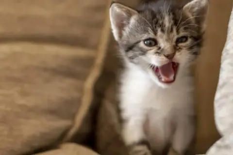 Por qué maullan los gatos y qué significan sus maullidos emocionales