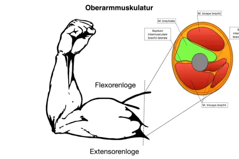 Zeigt Oberarmmuskulatur mit dem M. biceps brachii im Querschnitt. Beschriftet sind Flexoren- und Extensorenloge.