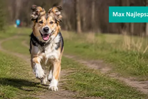 Radosny piesek Max biegnie ścieżką. Szukasz najładniejszych imion dla psa samca? Max to świetny wybór!