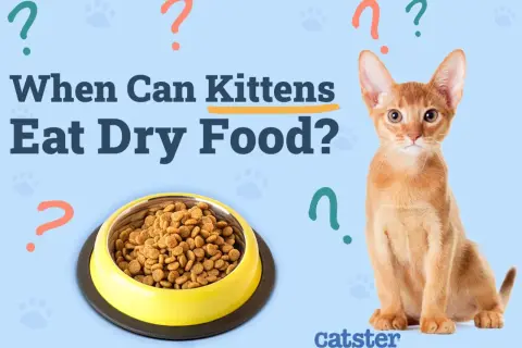 An adorable kitten sits next to a bowl of dry food, with the question "When Can Kittens Eat Dry Food?" displayed.