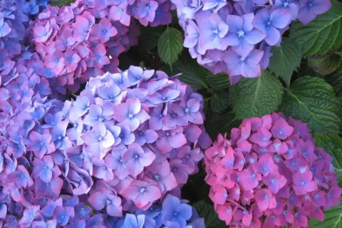 Gros plan sur des hortensias aux teintes bleutées et rosées. La taille de ces fleurs est impressionnante, formant de belles boules colorées.