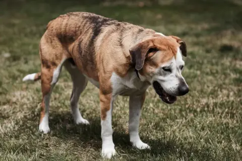 Perro de pelaje atigrado y blanco, con la boca abierta, parece tener tos.