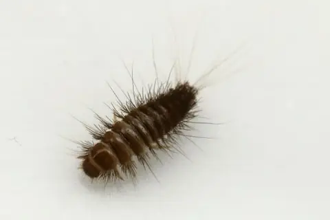 Un petit insecte brun, poilu, ressemble à une chenille, se déplace sur du linge blanc.