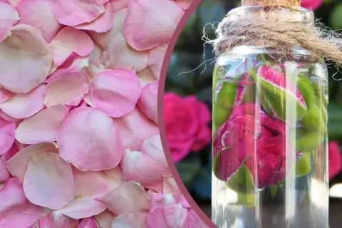 Jak zrobić perfumy z kwiatów? Różane płatki i pąki w butelce, gotowe do stworzenia naturalnego zapachu.